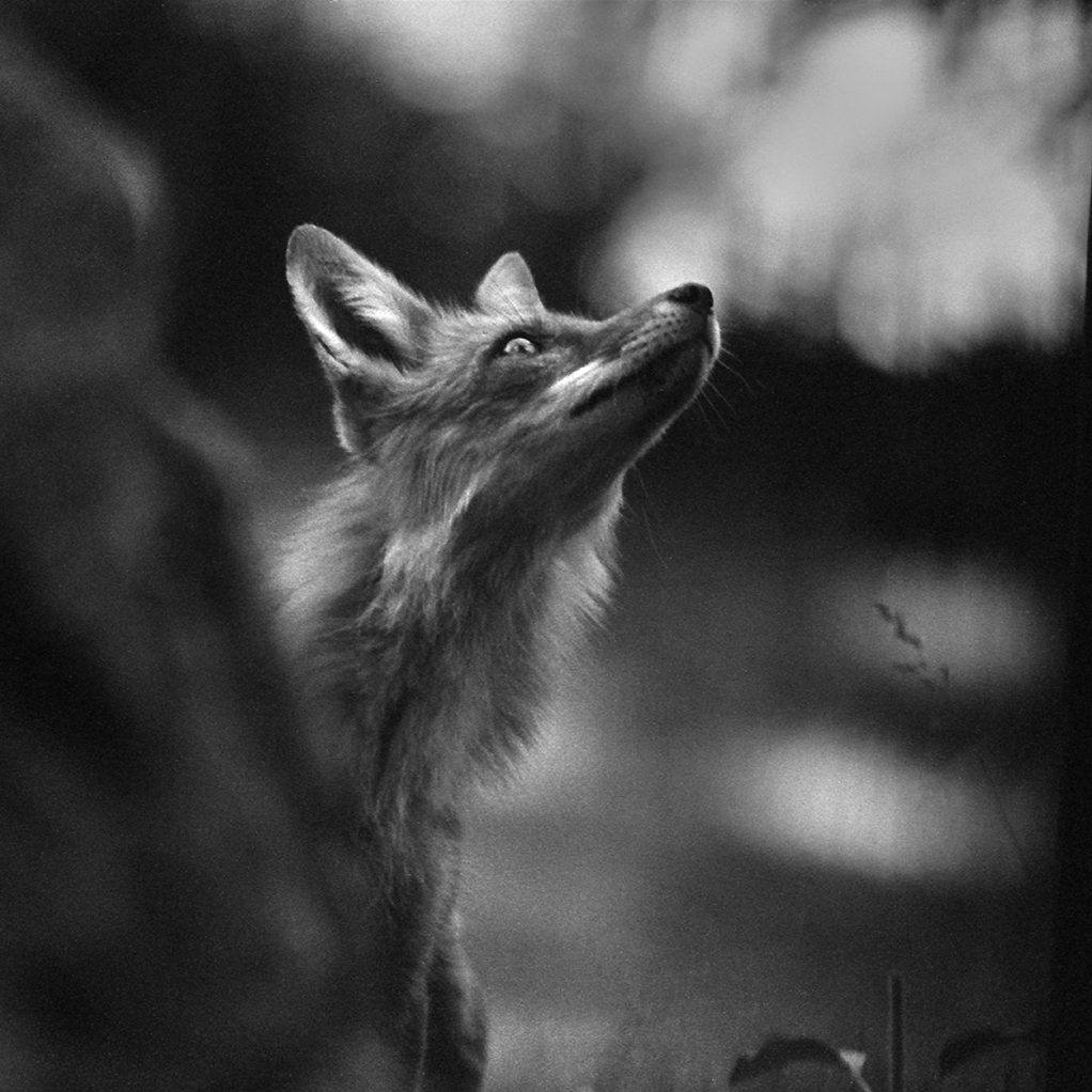 black and white red fox on the hunt