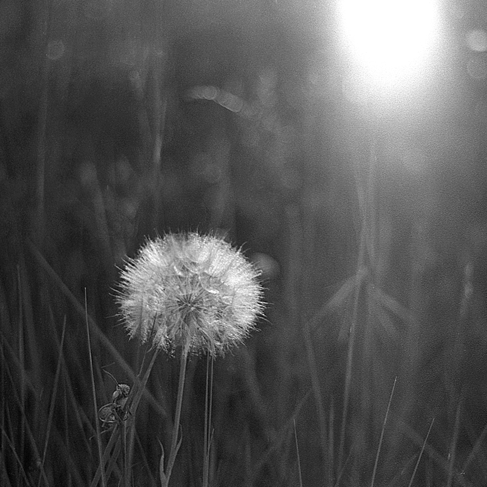 black and white dandelion ready to loose its seeds to the wind