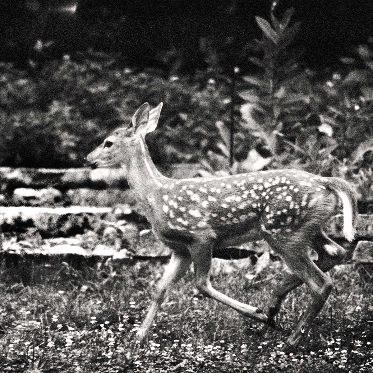 a young fawn follows it's mother accross the garden