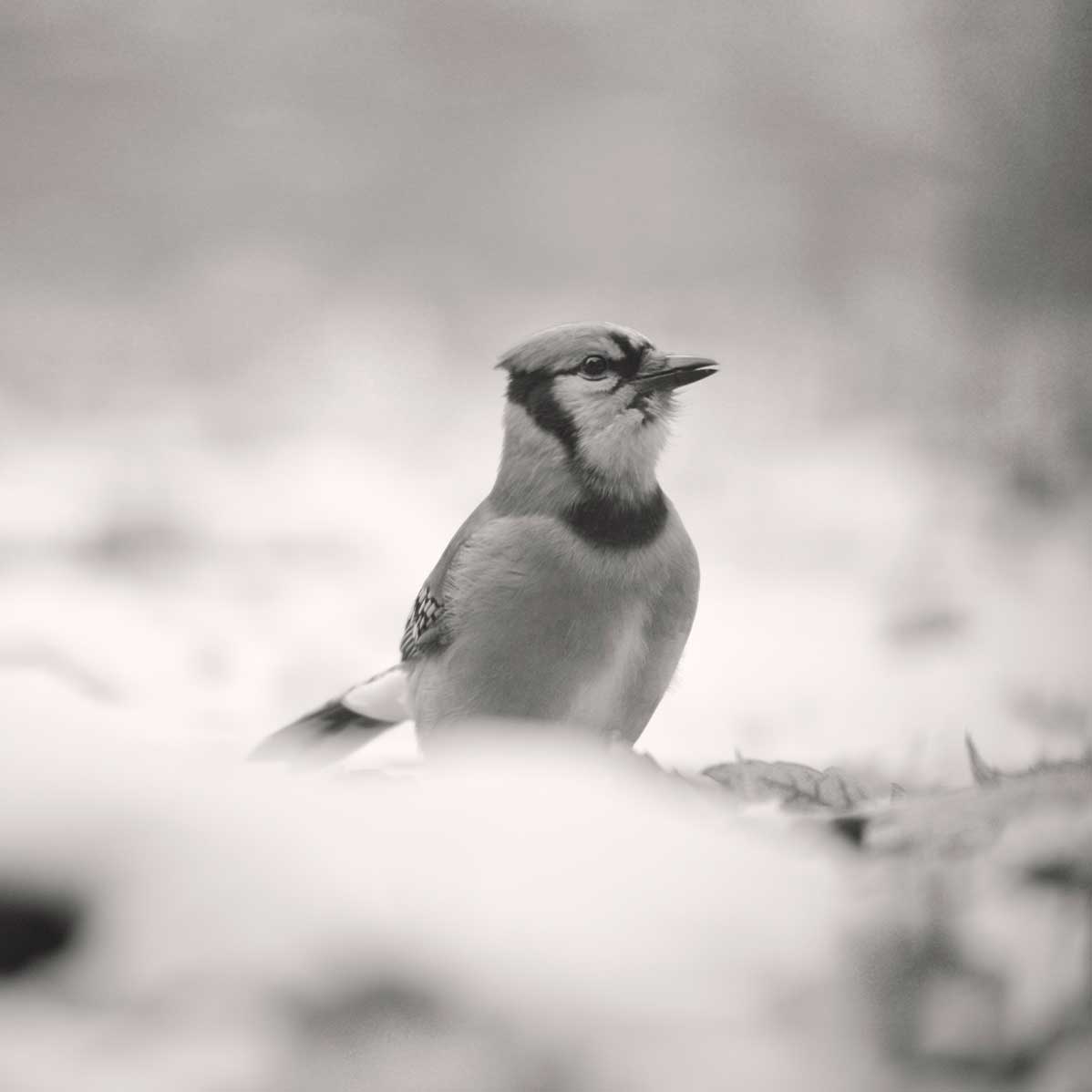 bossy bluejay arrives looking for some scraps