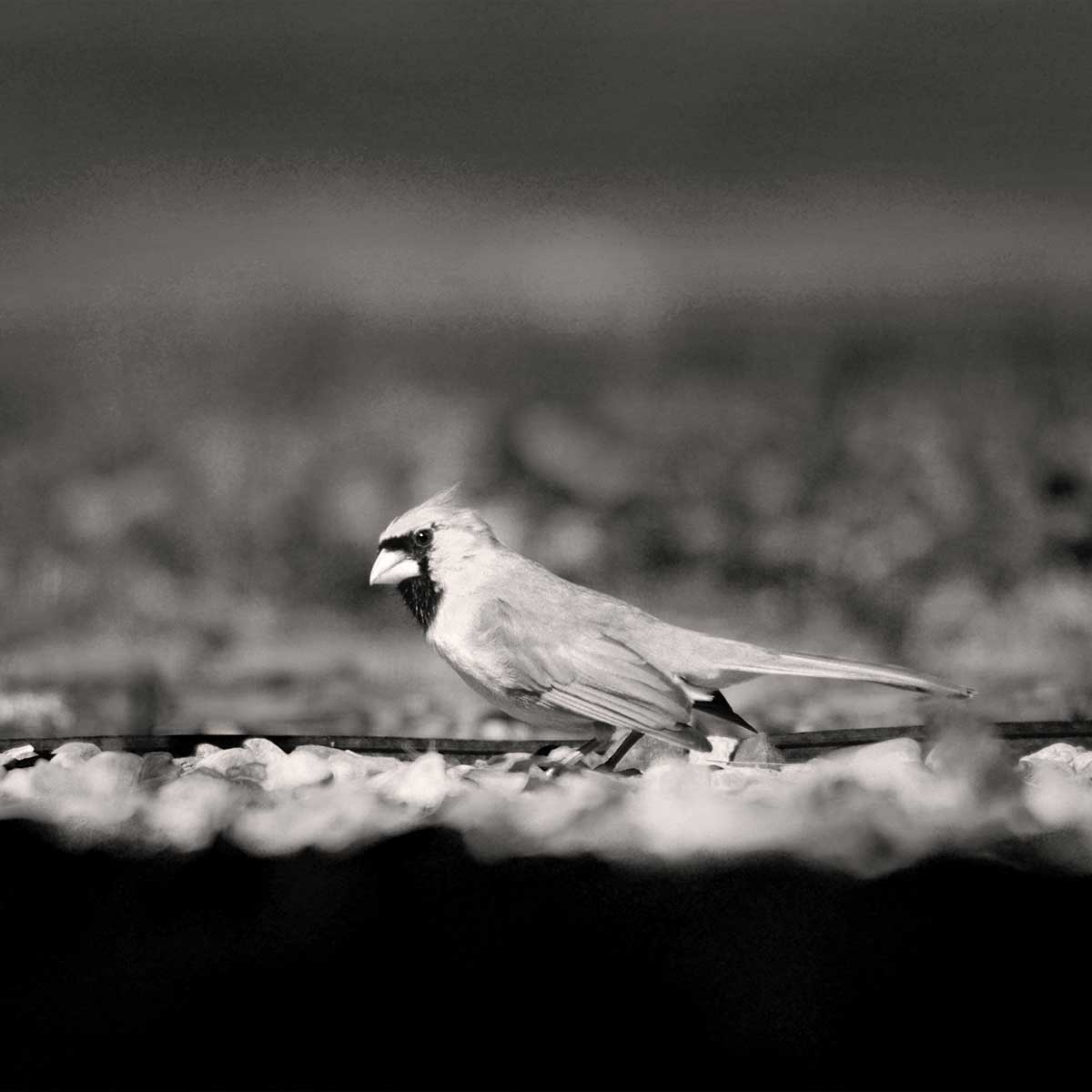 cardinal searching for bugs for his lunch