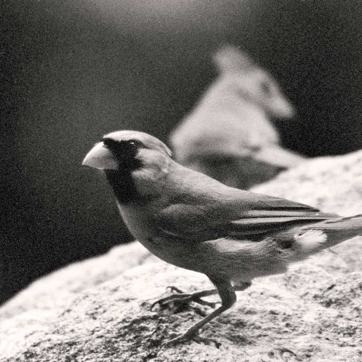 cardinal couple that visits often