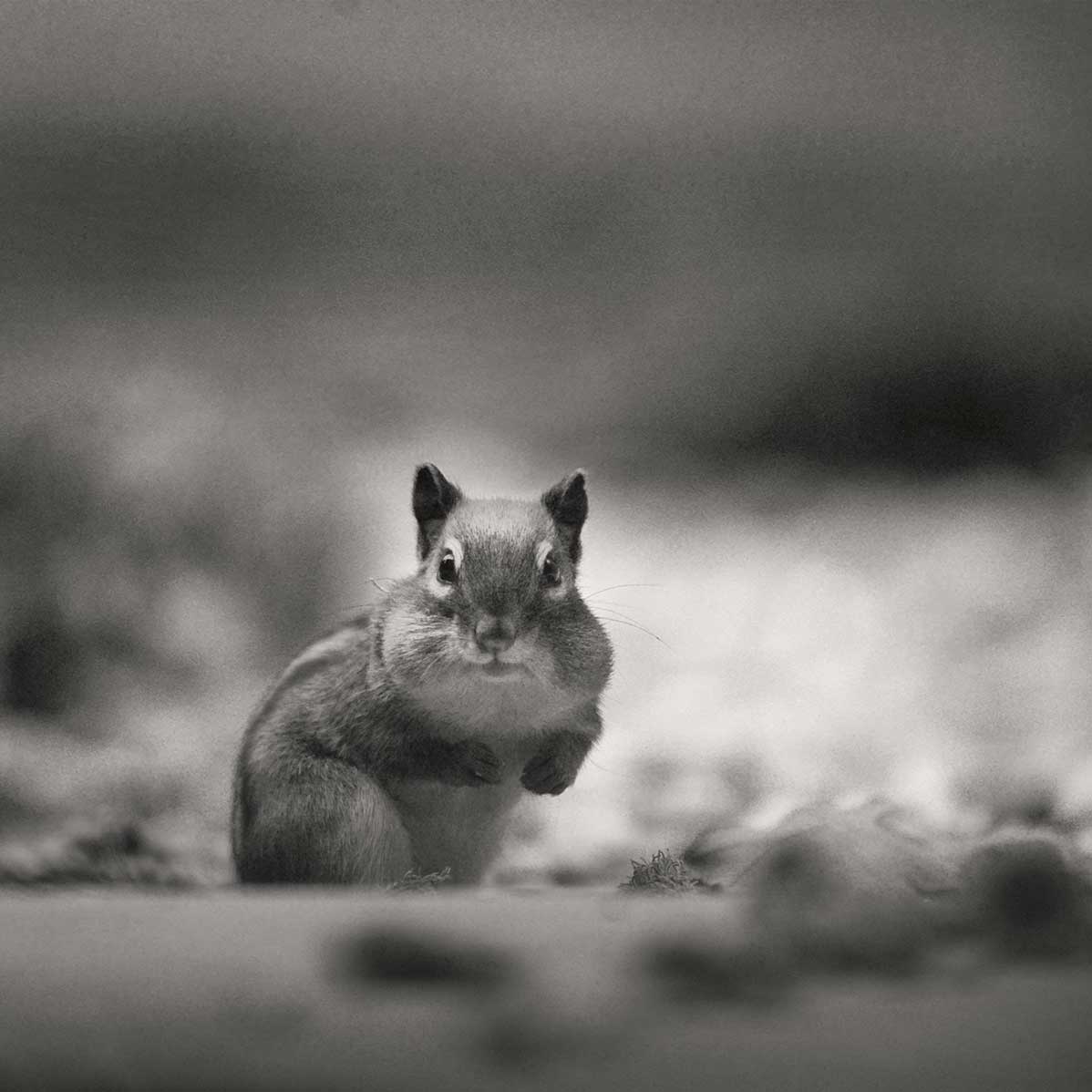 Chipmunk stuffing it's cheeks with acorns