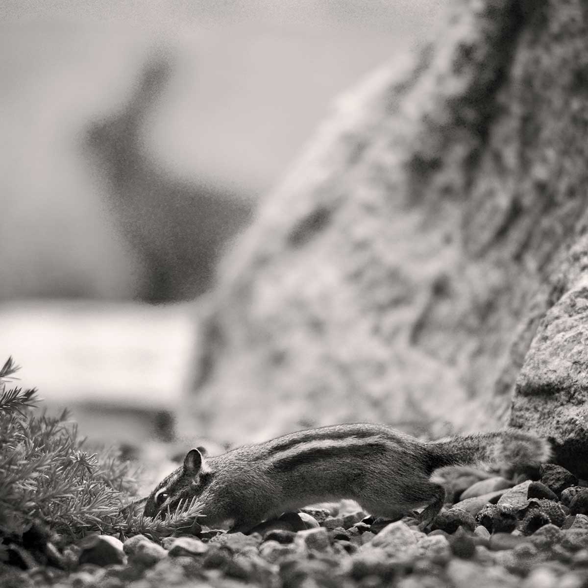 Chipmunk discovering a acorn while a rabbit watches in the distance