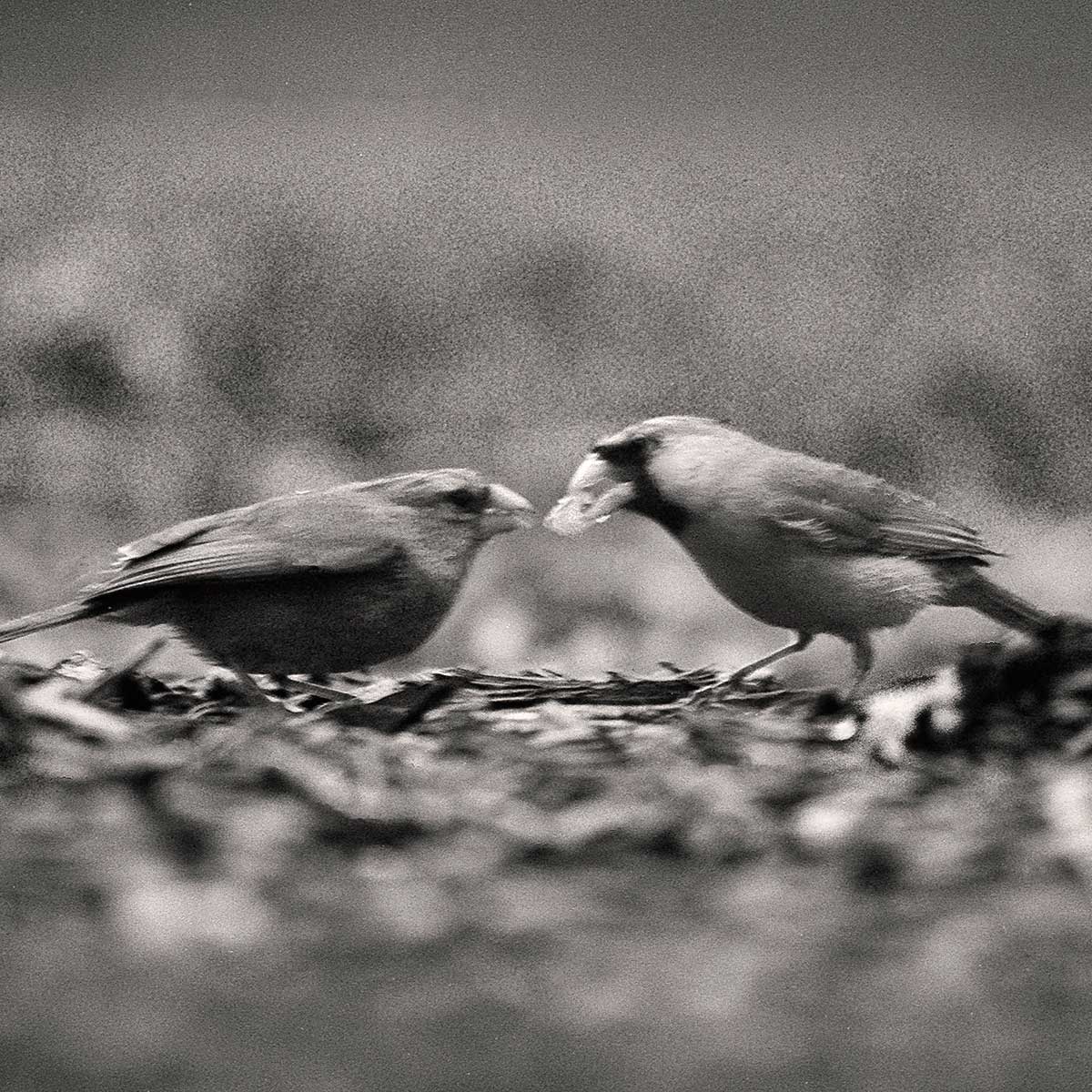 cardinal couple sharing a bite to eat