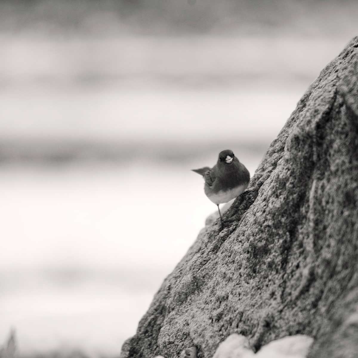 curious junco looking wondering who is watching