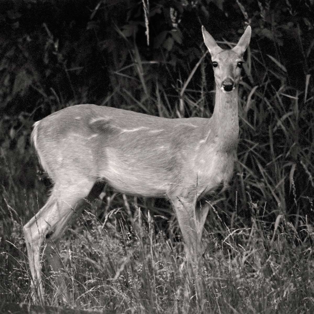 a doe deer waiting for it's fawn to follow