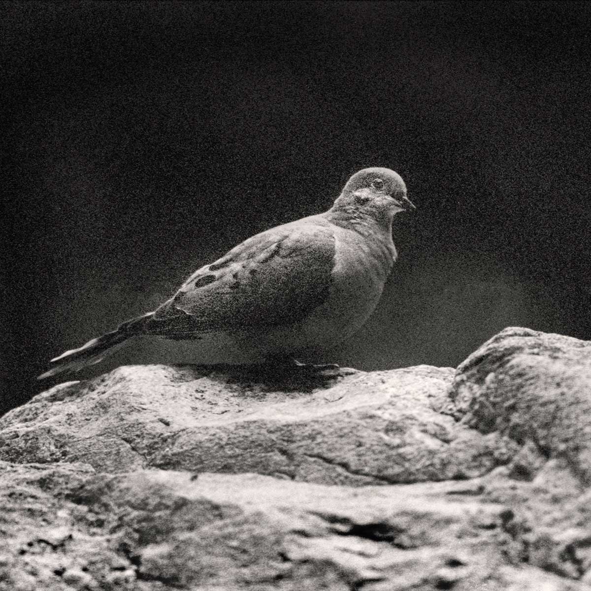 dove perched waiting for others to join