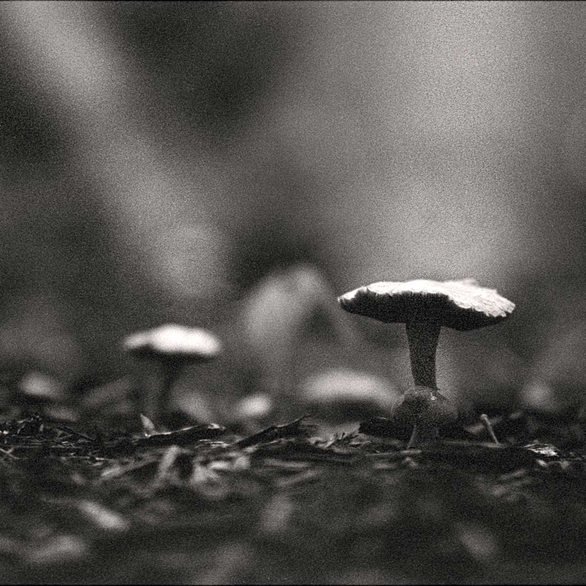 mushrooms sprout after a heavy summer rain