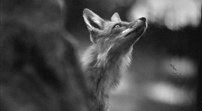 Black and White Red Fox
