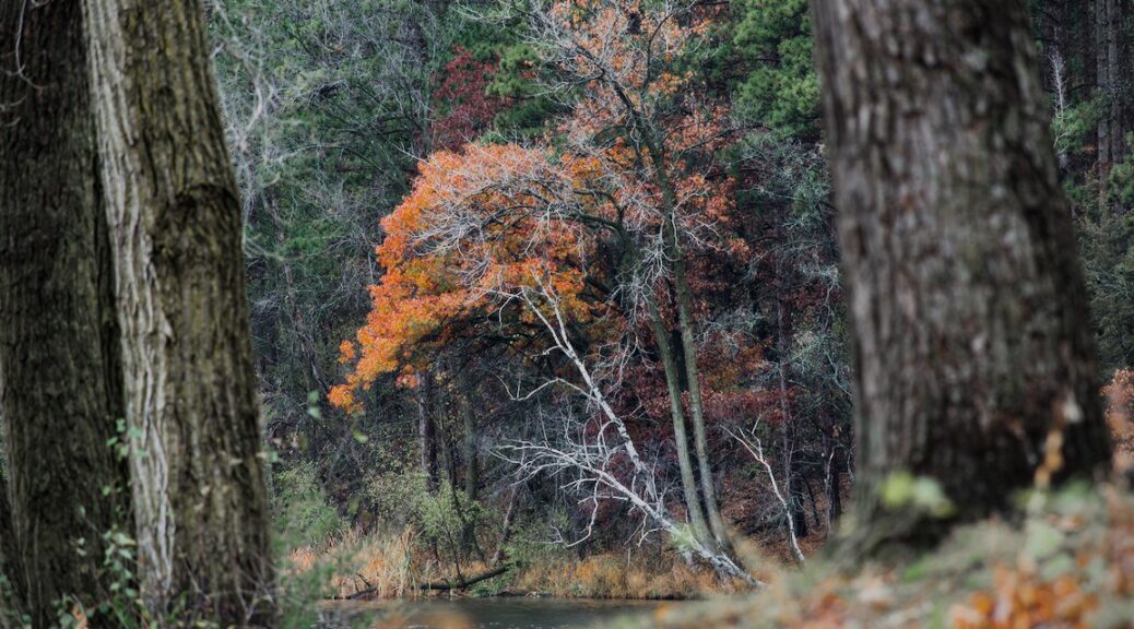 Final display of fall leaves